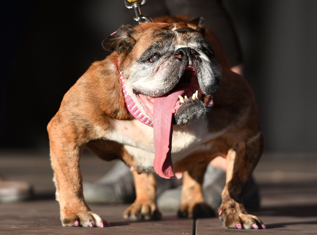 World S Ugliest Dog 2018 Is English Bulldog Zsa Zsa E